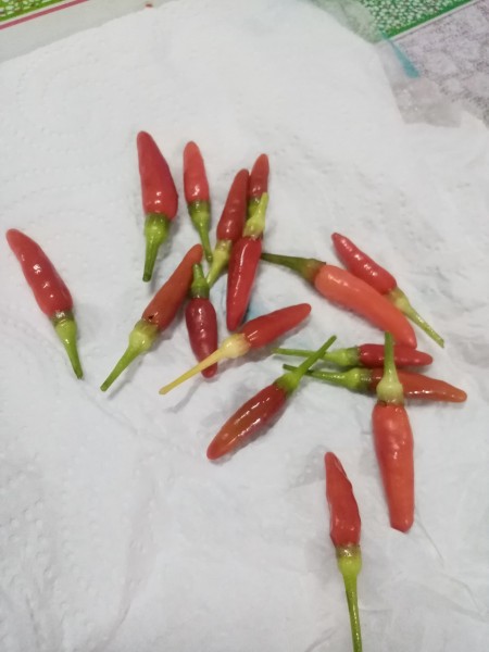 A collection of small red chili peppers.
