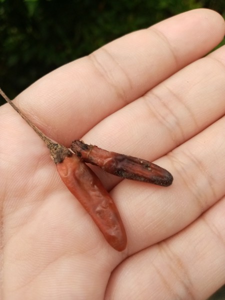 Two dried red chili peppers.