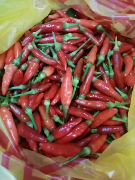 A collection of red chili peppers in a plastic bag.