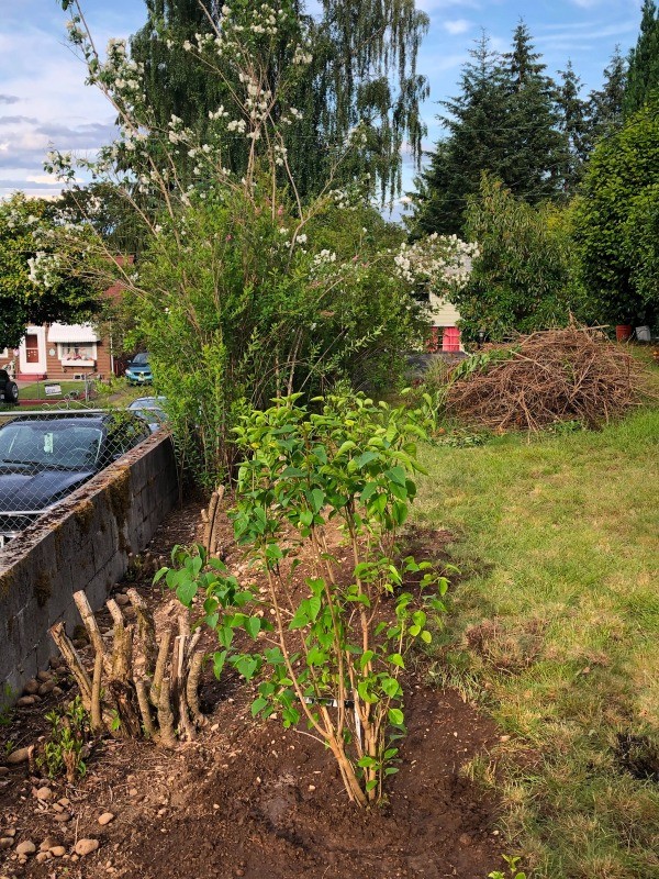 New Plantings and Garden Flowers