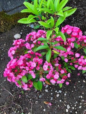 New Plantings and Garden Flowers - pink flowering mountain laurel