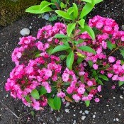 New Plantings and Garden Flowers - pink flowering mountain laurel