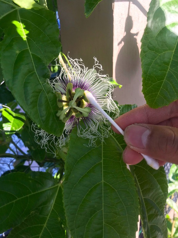 How to Hand Pollinate Passionfruit