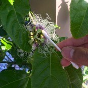 How to Hand Pollinate Passionfruit