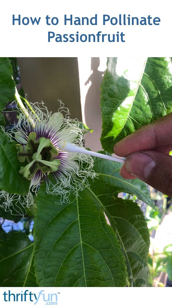 How to Hand Pollinate Passionfruit ThriftyFun