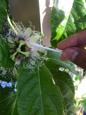 How to Hand Pollinate Passionfruit