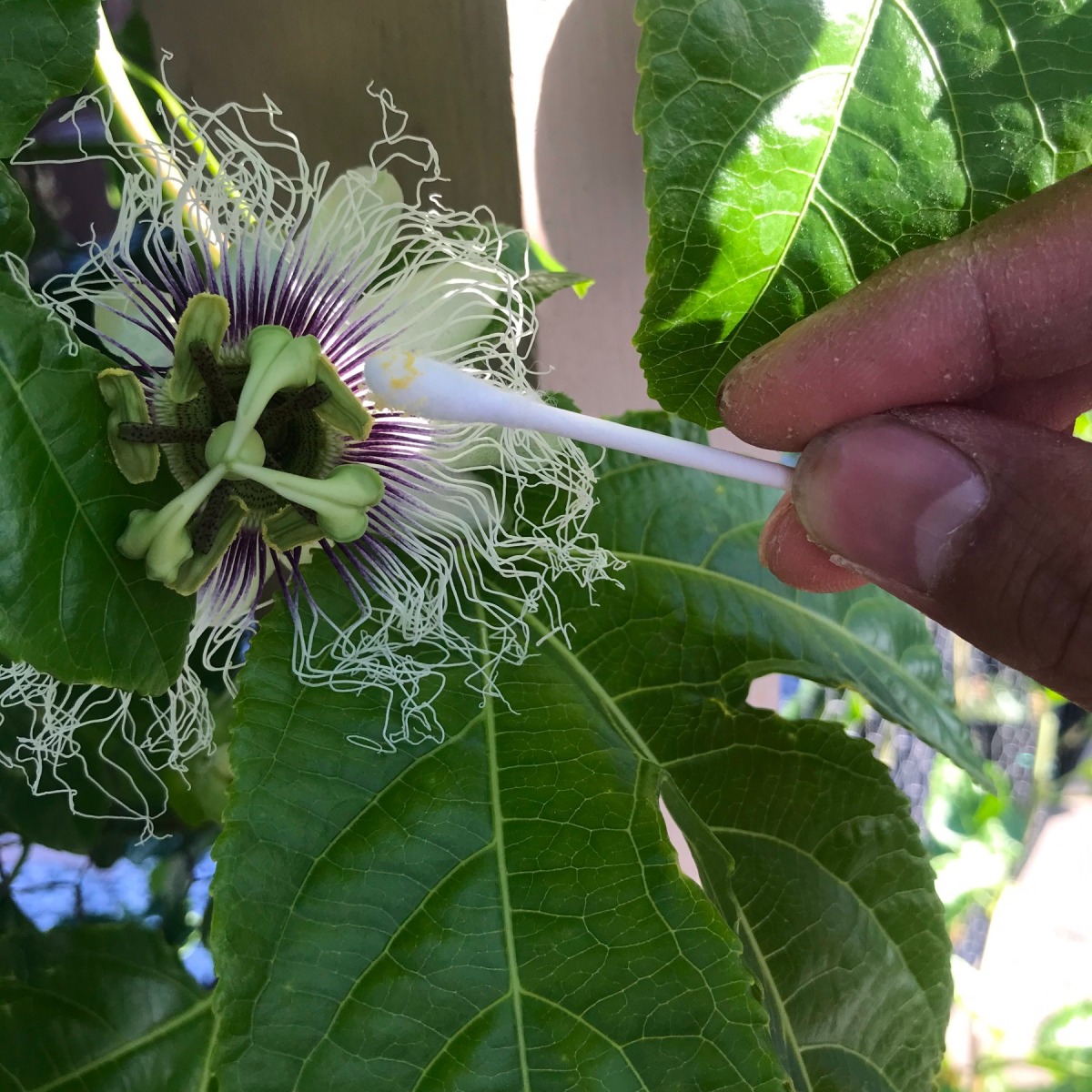 How to Hand Pollinate Passionfruit ThriftyFun