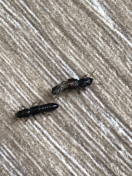 Identifying Small Black Insects? - small long black bugs