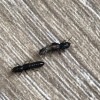 Identifying Small Black Insects? - small long black bugs