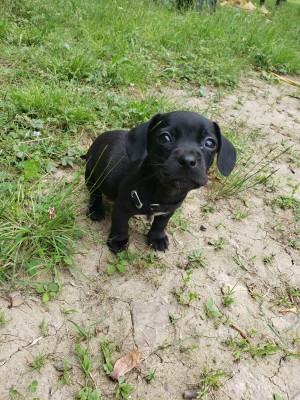 Anyone Know This Little Guy's Breed? - black puppy