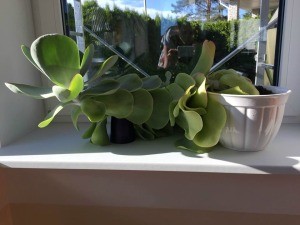 What Plant Is This? - flopped over succulent looking plant
