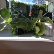 What Plant Is This? - flopped over succulent looking plant