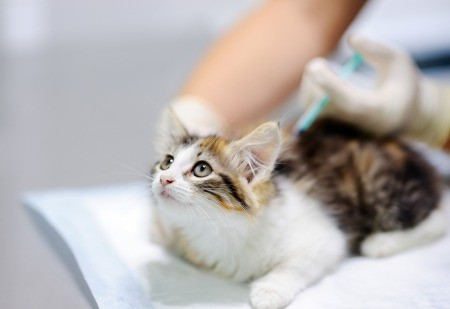 A kitten getting a vaccination shot.