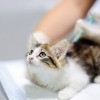 A kitten getting a vaccination shot.