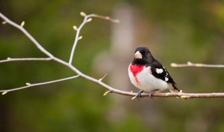 A rose breasted grosbeak on a branch.