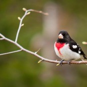 A rose breasted grosbeak on a branch.