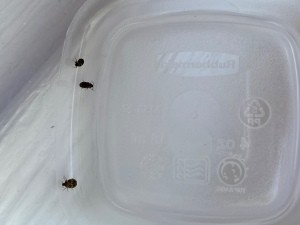 Identifying Small Brownish/Black Bugs? - bugs trapped under a plastic food container