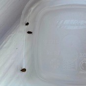 Identifying Small Brownish/Black Bugs? - bugs trapped under a plastic food container