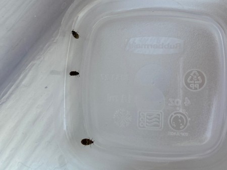Identifying Small Brownish/Black Bugs?