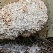 What Is this Egg Nest? - fibrous light colored bean shaped