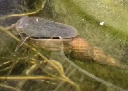 Swimming Snail