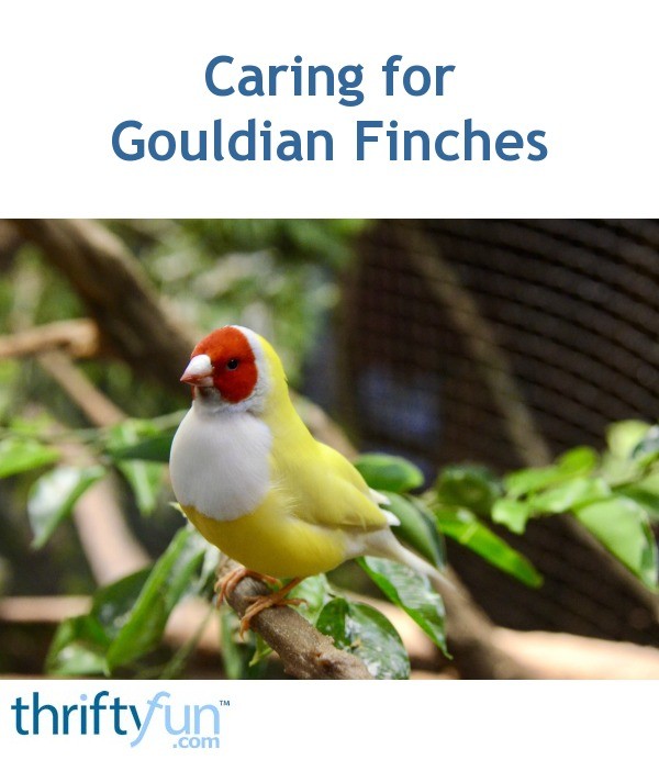 Caring for Gouldian Finches? | ThriftyFun