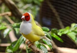 A gouldian finch on a branch.