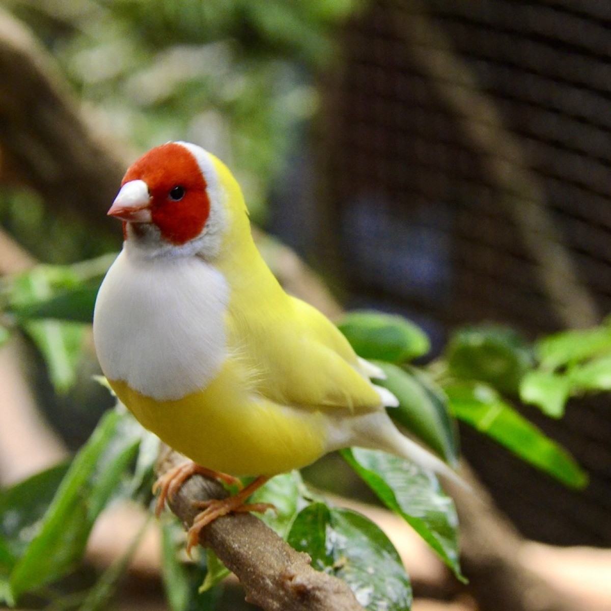 Caring for Gouldian Finches? | ThriftyFun