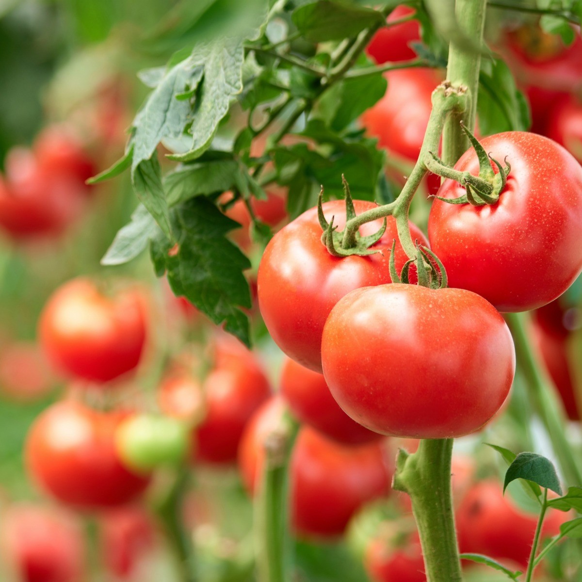 misshapen tomatoes