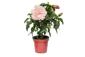 A hibiscus flower in a pot.