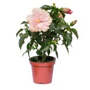 A hibiscus flower in a pot.