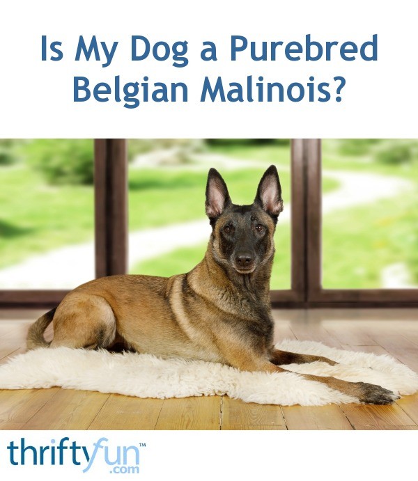 Is My Dog a Purebred Belgian Malinois? | ThriftyFun