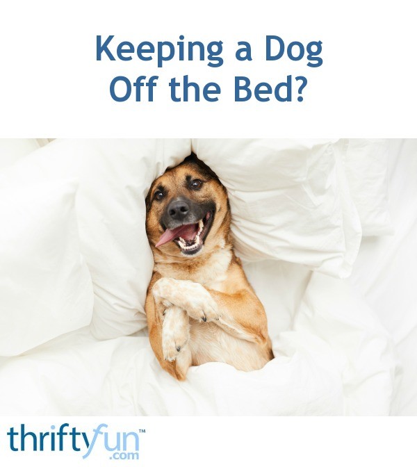Keeping a Dog Off the Bed? ThriftyFun