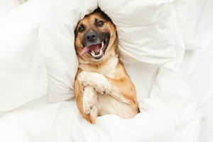 A dog lying in a bed with white sheets.