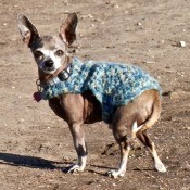 Mi-T (Xoloitzcuintli) - dog on the beach