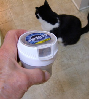 Gum Container for Cat Treats - hand holding the container of treats with a black and white cat in the background
