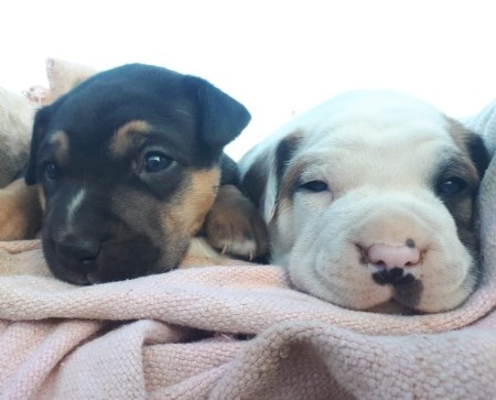 Two puppies laying on a blanket.