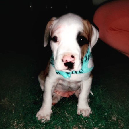 A puppy on the grass.