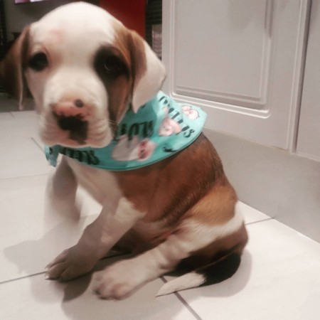A puppy with a cute bandana.