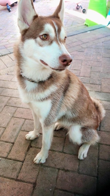 A young tri-color Husky.