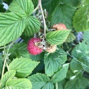 First Raspberry 2020 - closeup of a red raspberry