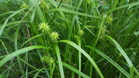 A green plant with spiky flowers and long leaves.