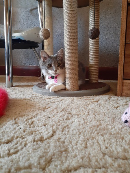 Coral (Domestic Shorthair) - grey and white cat under a scratching post