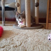 Coral (Domestic Shorthair) - grey and white cat under a scratching post