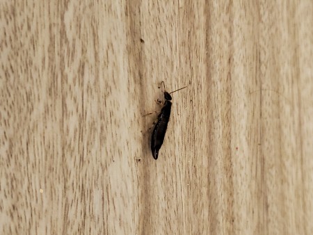 A small brown bug on a wooden surface.