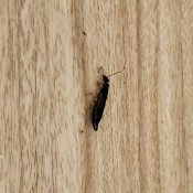 A small brown bug on a wooden surface.