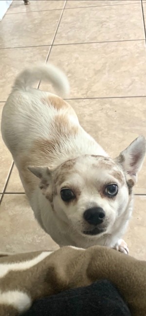 What Is My Chihuahua Mixed With?  - white and light tan dog