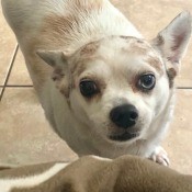 What Is My Chihuahua Mixed With?  - white and light tan dog