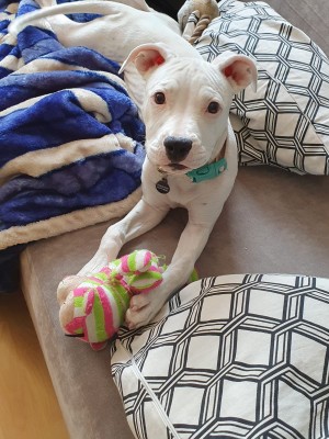 A white puppy on a couch with a toy.