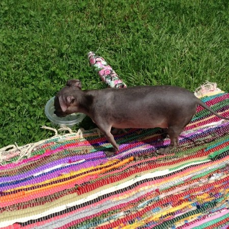 A small dog drinking water.